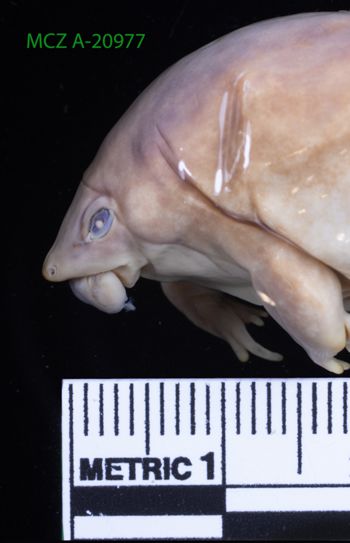 Media type: image;   Herpetology A-20977 Description: Specimen photo;  Aspect: head lateral